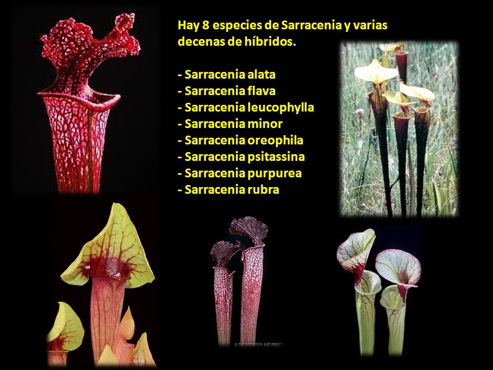 Hay 8 especies de Sarracenia y varias decenas de híbridos