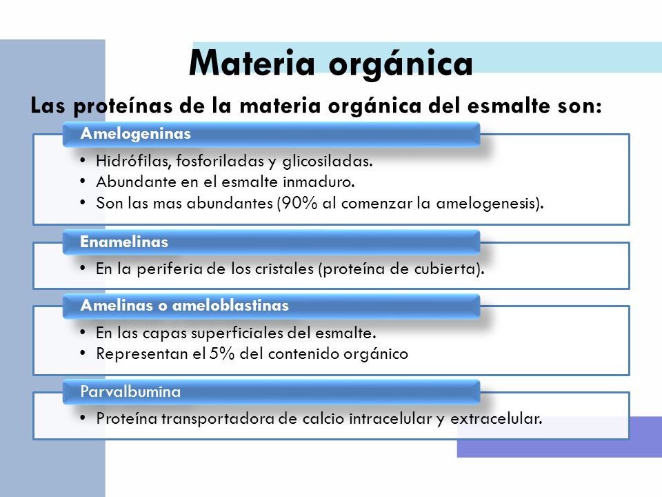 Materia orgánica Las proteínas de la materia orgánica del esmalte son: