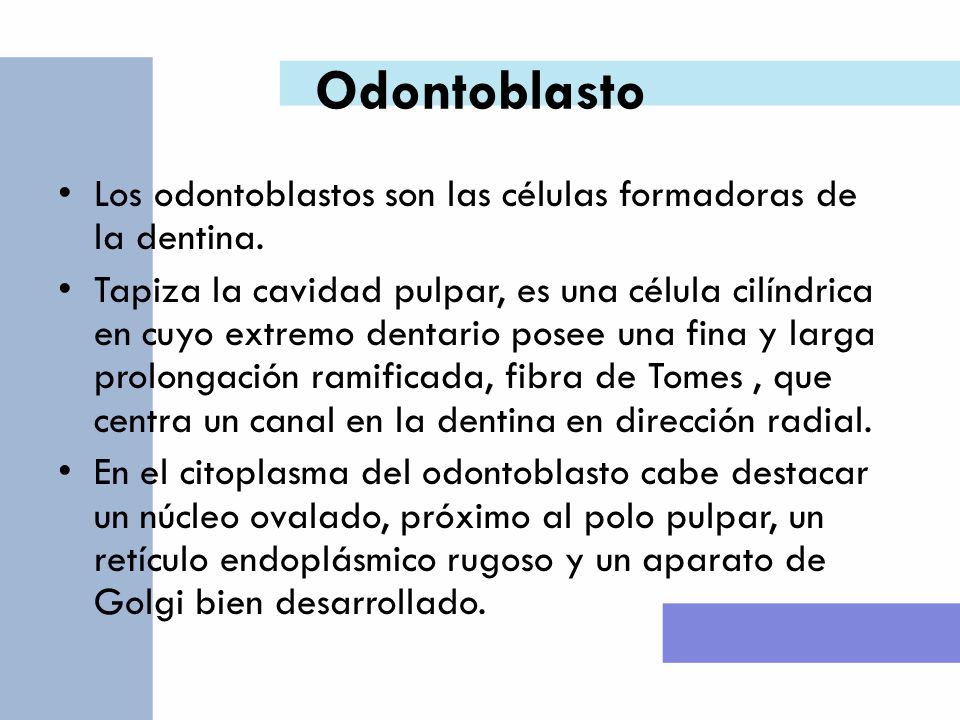 Odontoblasto Los odontoblastos son las células formadoras de la dentina.