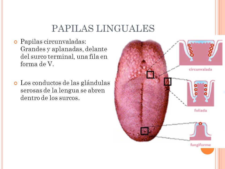 PAPILAS LINGUALES Papilas circunvaladas: Grandes y aplanadas, delante del surco terminal, una fila en forma de V.