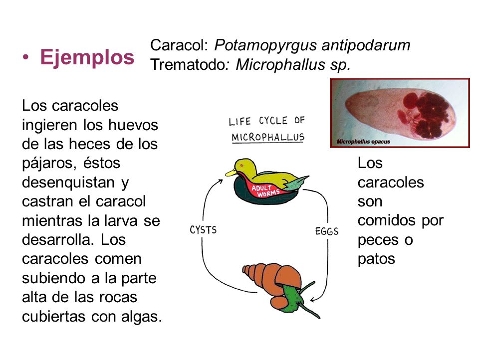 Ejemplos Caracol: Potamopyrgus antipodarum Trematodo: Microphallus sp.
