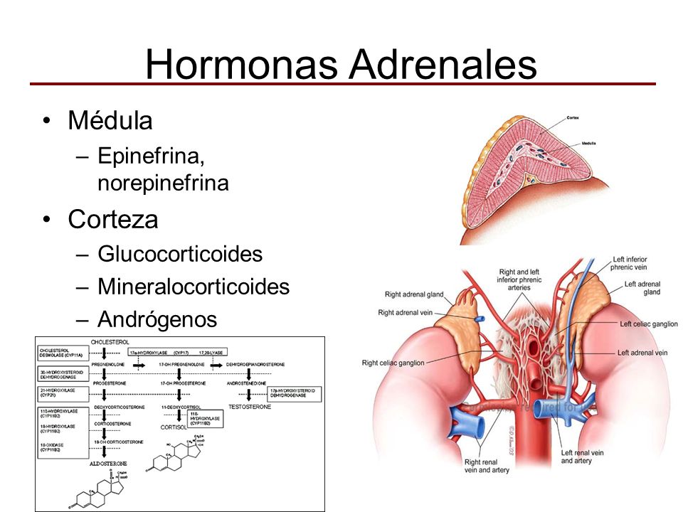 Hormonas Adrenales Médula Corteza Epinefrina, norepinefrina