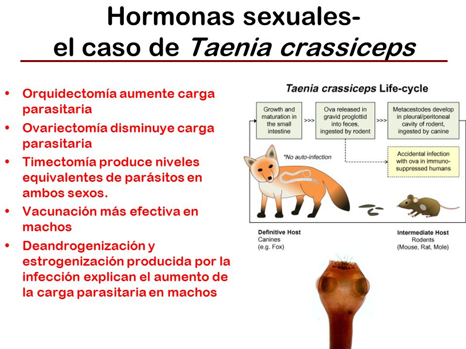 Hormonas sexuales- el caso de Taenia crassiceps
