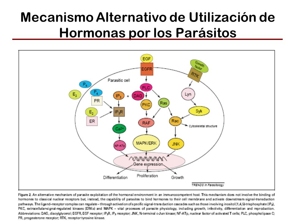 Mecanismo Alternativo de Utilización de Hormonas por los Parásitos