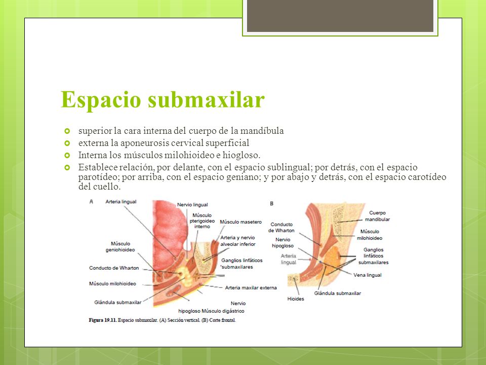 Espacio submaxilar superior la cara interna del cuerpo de la mandíbula