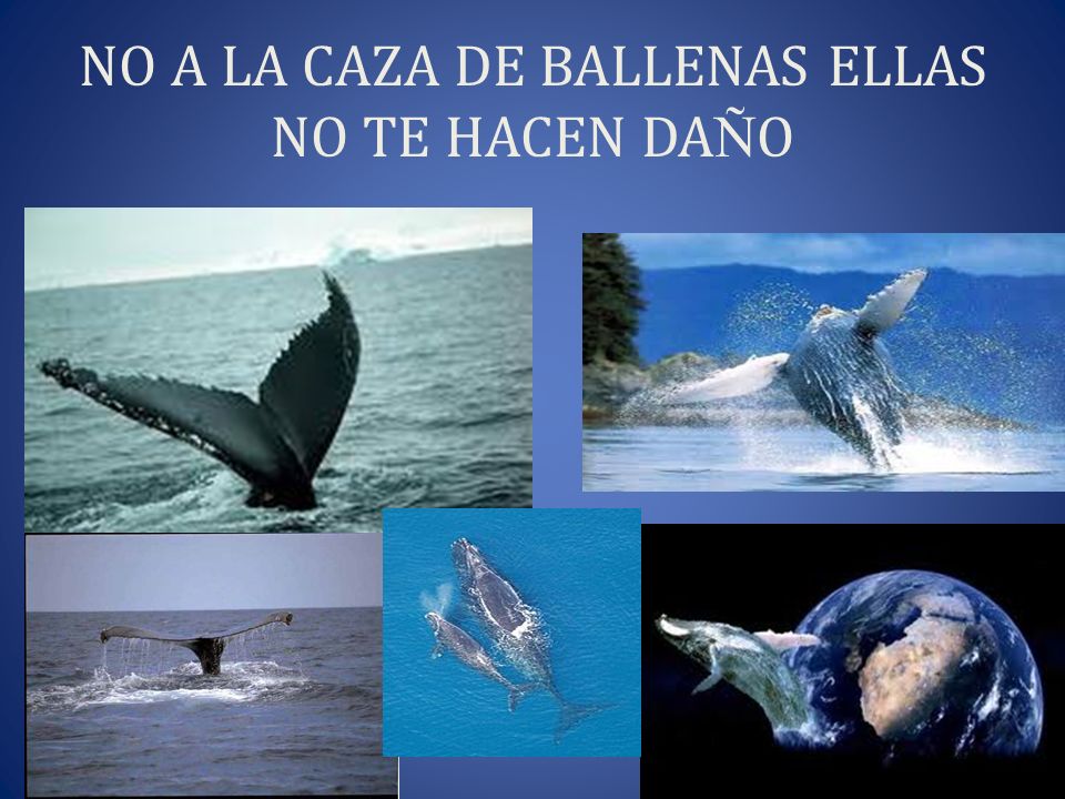 NO A LA CAZA DE BALLENAS ELLAS NO TE HACEN DAÑO
