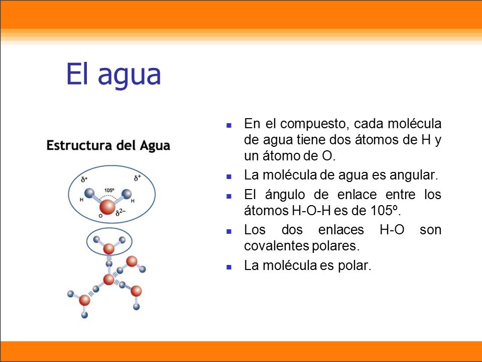 El agua En el compuesto, cada molécula de agua tiene dos átomos de H y un átomo de O. La molécula de agua es angular.