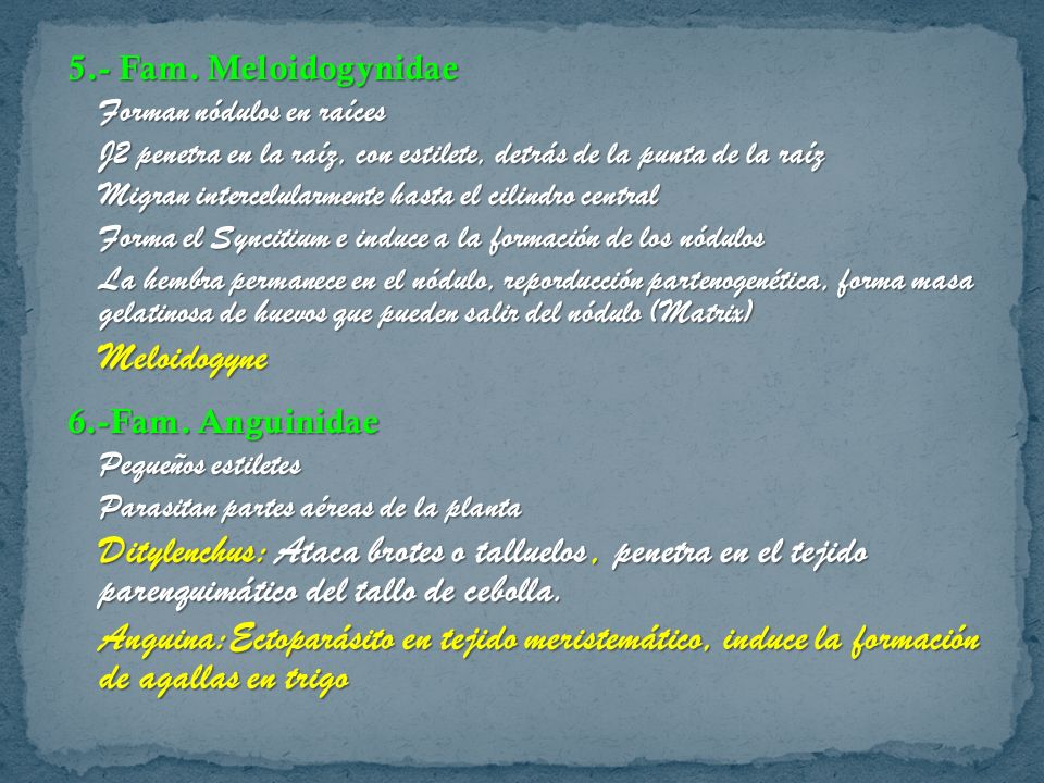 5.- Fam. Meloidogynidae Forman nódulos en raíces. J2 penetra en la raíz, con estilete, detrás de la punta de la raíz.