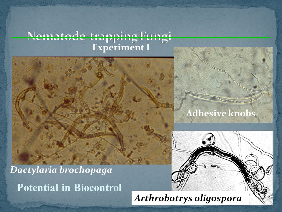 Nematode-trapping Fungi