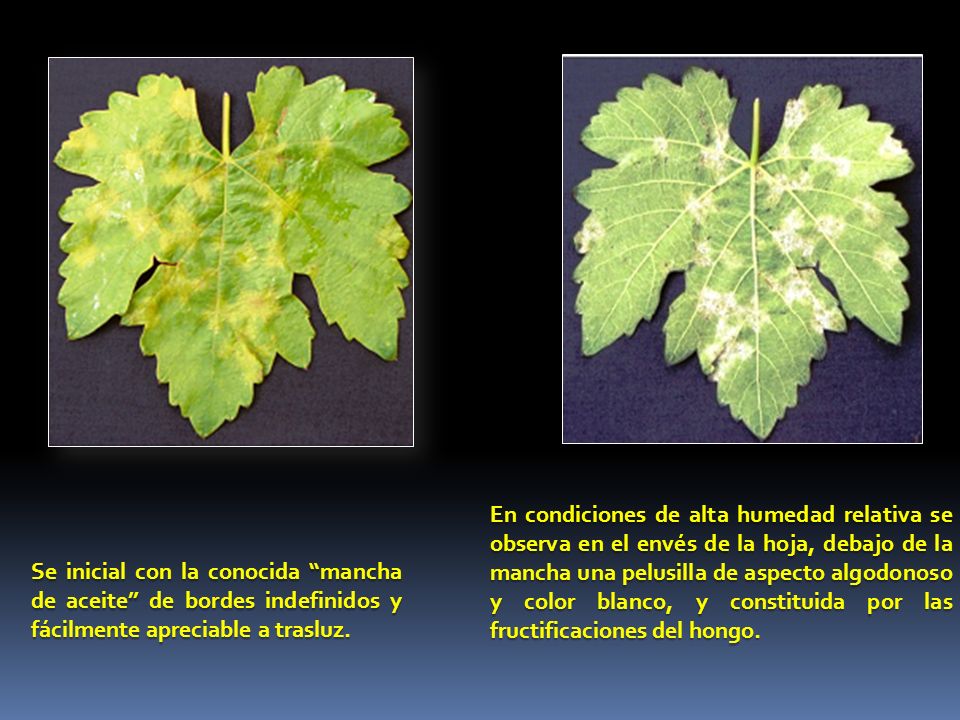 En condiciones de alta humedad relativa se observa en el envés de la hoja, debajo de la mancha una pelusilla de aspecto algodonoso y color blanco, y constituida por las fructificaciones del hongo.