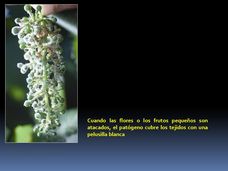 Cuando las flores o los frutos pequeños son atacados, el patógeno cubre los tejidos con una pelusilla blanca