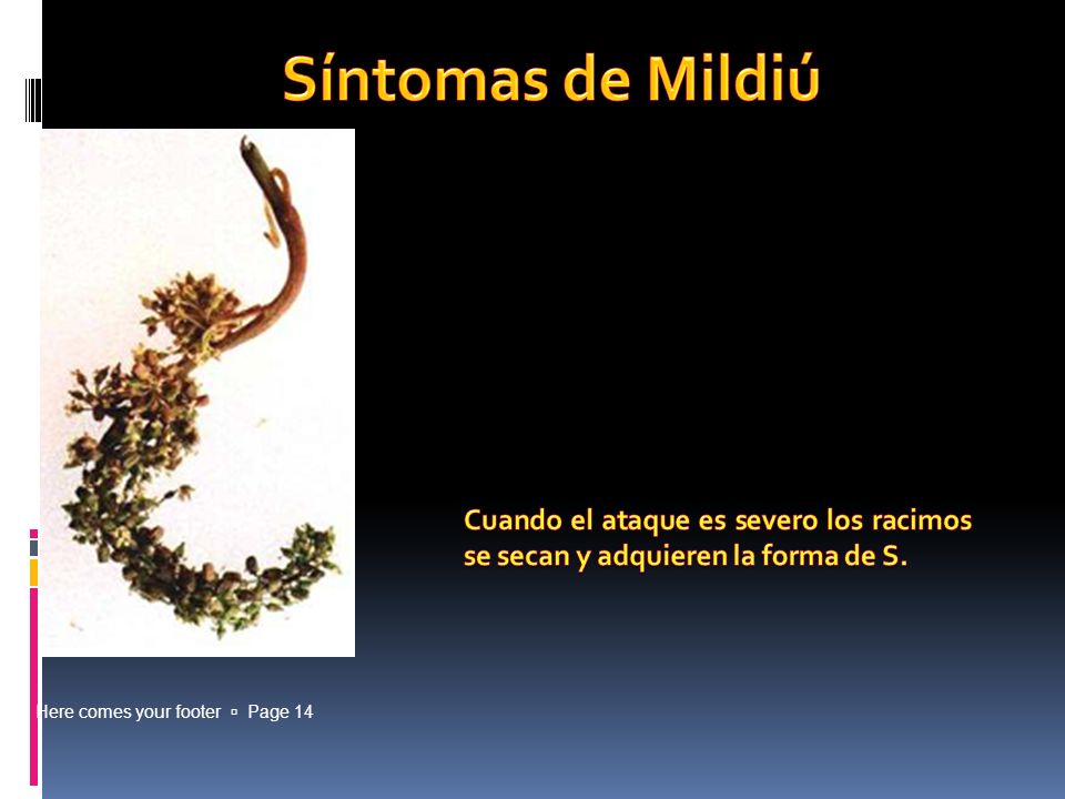 Síntomas de Mildiú Cuando el ataque es severo los racimos se secan y adquieren la forma de S.
