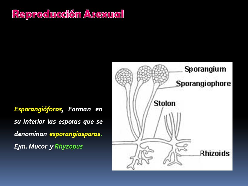 Reproducción Asexual Esporangióforos, Forman en su interior las esporas que se denominan esporangiosporas.