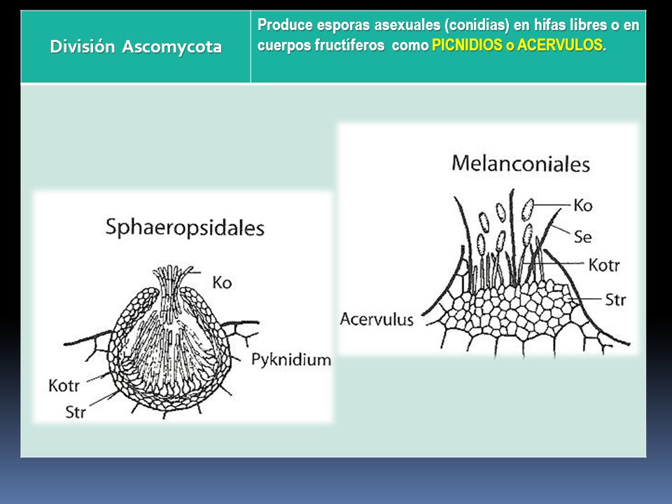 División Ascomycota Produce esporas asexuales (conidias) en hifas libres o en cuerpos fructíferos como PICNIDIOS o ACERVULOS.