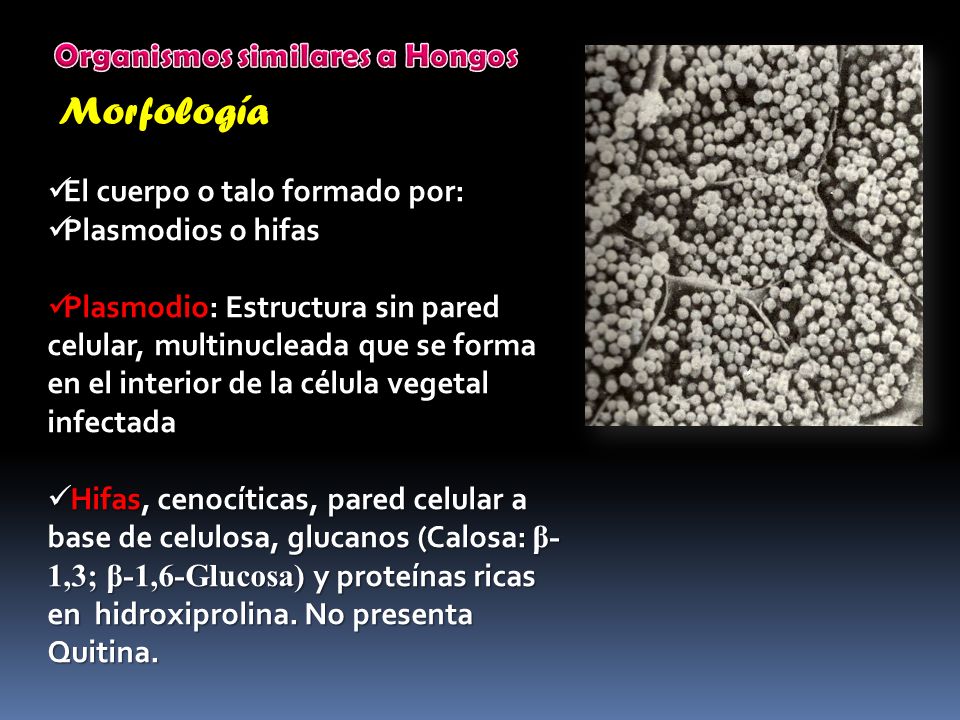 Morfología Organismos similares a Hongos El cuerpo o talo formado por: