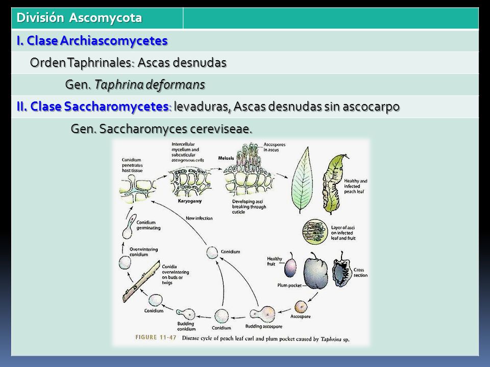 División Ascomycota I. Clase Archiascomycetes. Orden Taphrinales: Ascas desnudas. Gen. Taphrina deformans.