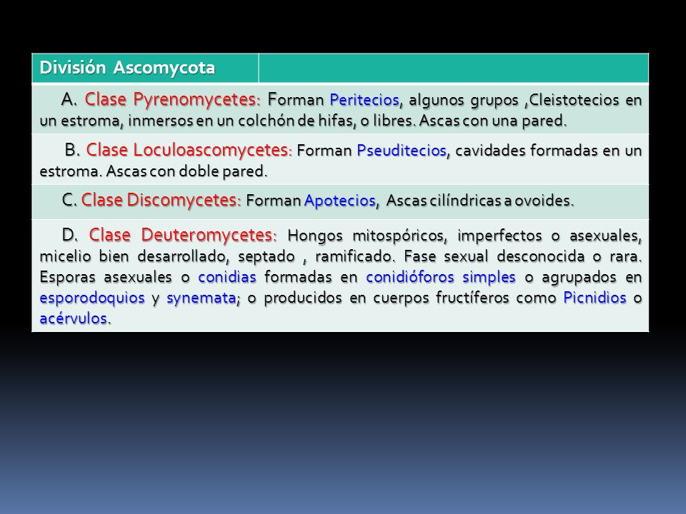 C. Clase Discomycetes: Forman Apotecios, Ascas cilíndricas a ovoides.