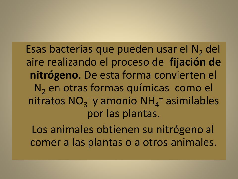 Esas bacterias que pueden usar el N2 del aire realizando el proceso de fijación de nitrógeno. De esta forma convierten el N2 en otras formas químicas como el nitratos NO3- y amonio NH4+ asimilables por las plantas.