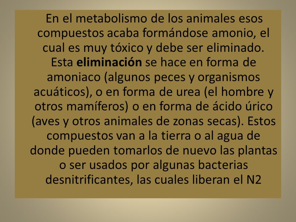En el metabolismo de los animales esos compuestos acaba formándose amonio, el cual es muy tóxico y debe ser eliminado.