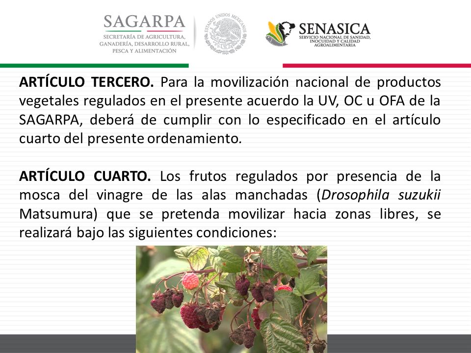 ARTÍCULO TERCERO. Para la movilización nacional de productos vegetales regulados en el presente acuerdo la UV, OC u OFA de la SAGARPA, deberá de cumplir con lo especificado en el artículo cuarto del presente ordenamiento.