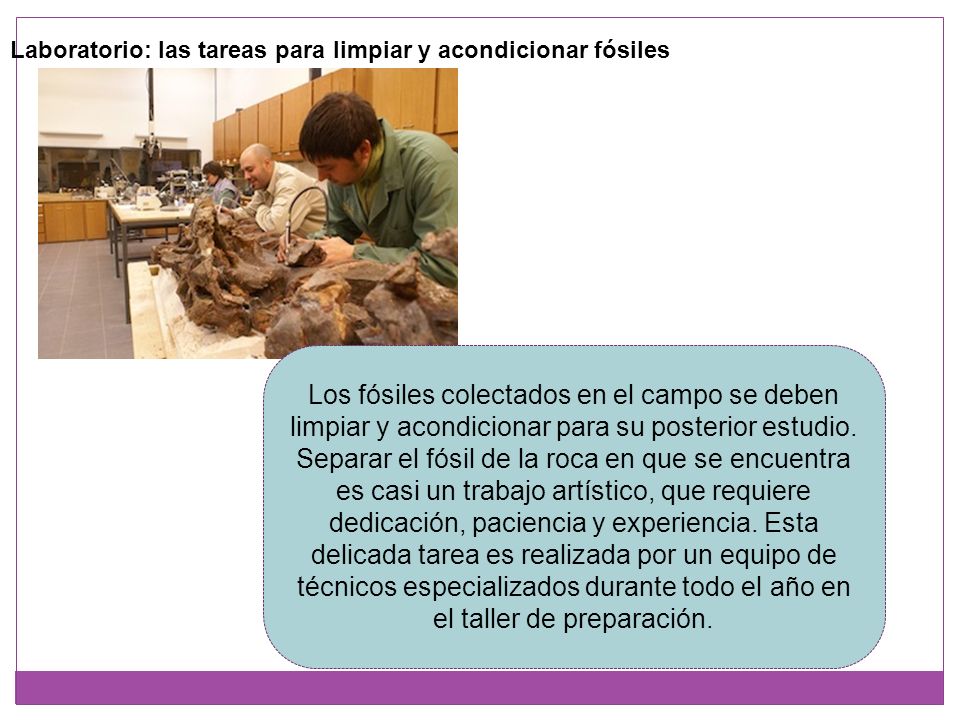 Laboratorio: las tareas para limpiar y acondicionar fósiles