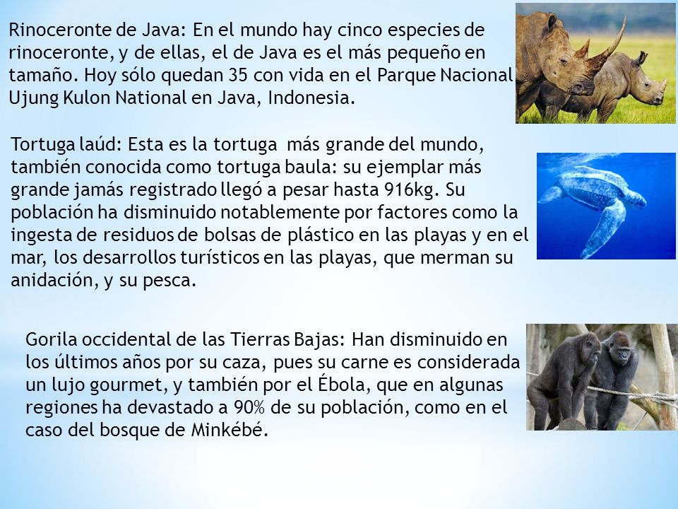 Rinoceronte de Java: En el mundo hay cinco especies de rinoceronte, y de ellas, el de Java es el más pequeño en tamaño. Hoy sólo quedan 35 con vida en el Parque Nacional Ujung Kulon National en Java, Indonesia.