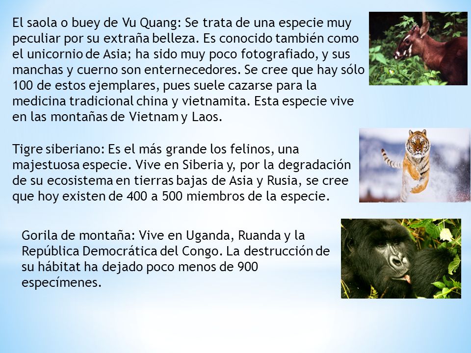 El saola o buey de Vu Quang: Se trata de una especie muy peculiar por su extraña belleza. Es conocido también como el unicornio de Asia; ha sido muy poco fotografiado, y sus manchas y cuerno son enternecedores. Se cree que hay sólo 100 de estos ejemplares, pues suele cazarse para la medicina tradicional china y vietnamita. Esta especie vive en las montañas de Vietnam y Laos.