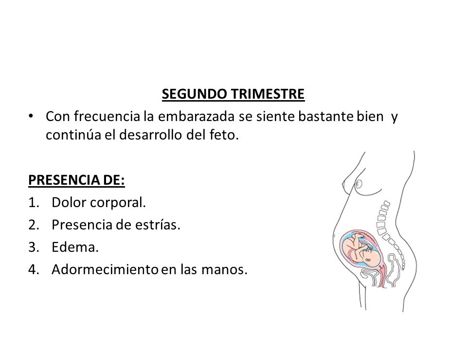 SEGUNDO TRIMESTRE Con frecuencia la embarazada se siente bastante bien y continúa el desarrollo del feto.