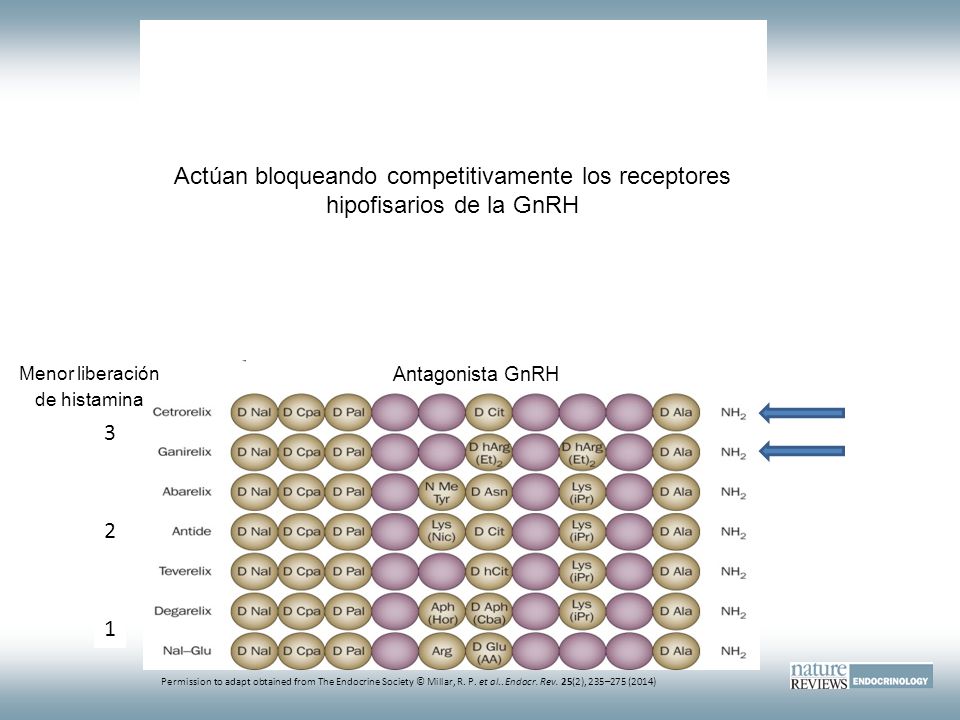 Actúan bloqueando competitivamente los receptores hipofisarios de la GnRH