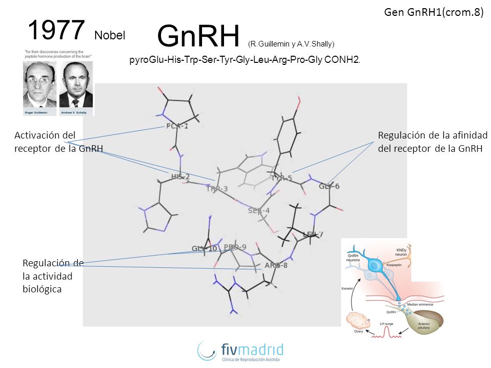 Gen GnRH1(crom.8) 1977 Nobel. GnRH (R.Guillemin y A.V.Shally) pyroGlu-His-Trp-Ser-Tyr-Gly-Leu-Arg-Pro-Gly CONH2.