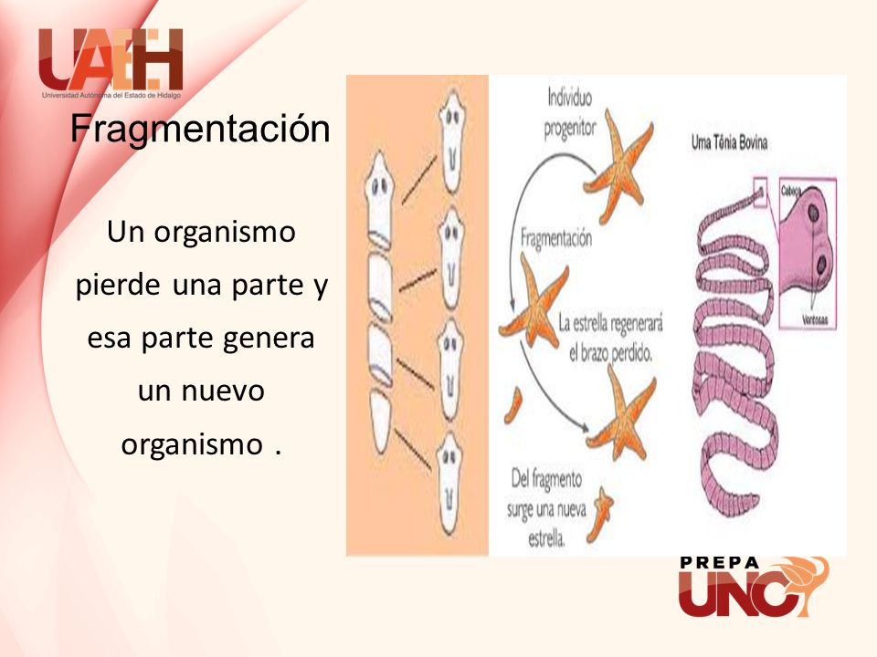 Un organismo pierde una parte y esa parte genera un nuevo organismo .