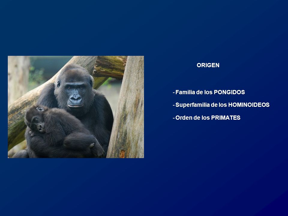 ORIGEN Familia de los PONGIDOS Superfamilia de los HOMINOIDEOS Orden de los PRIMATES