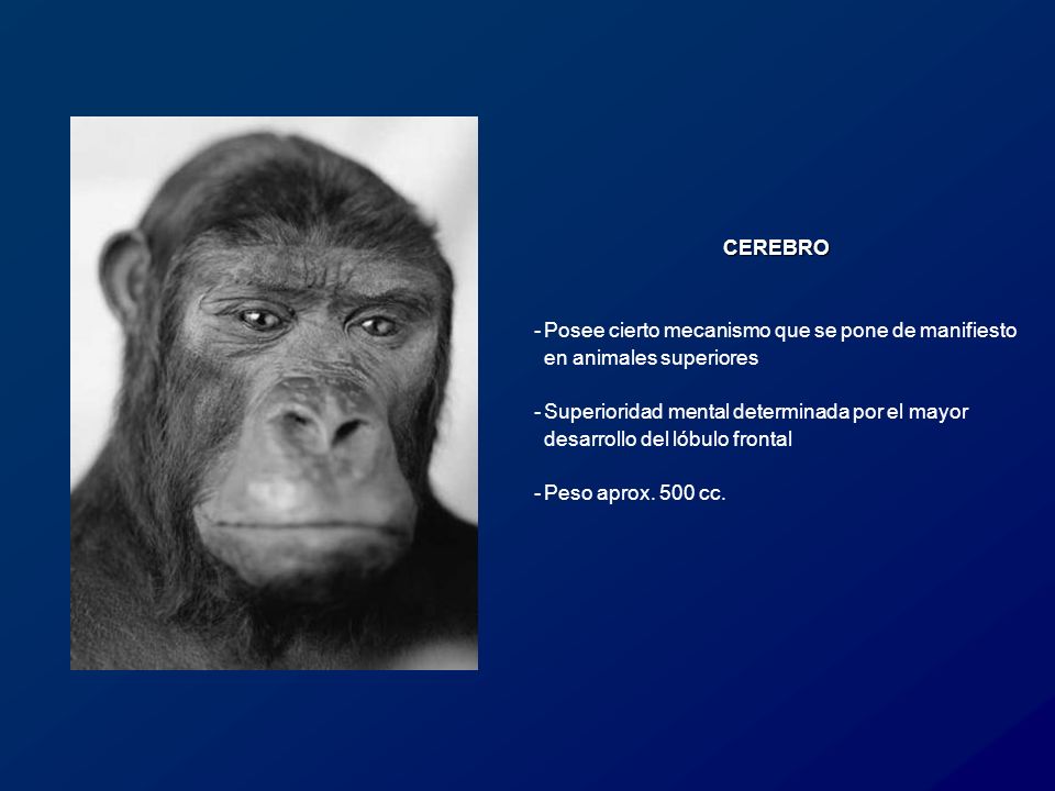 CEREBRO Posee cierto mecanismo que se pone de manifiesto en animales superiores.