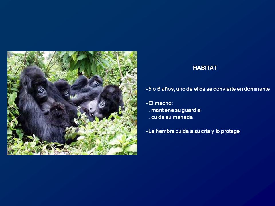 HABITAT 5 o 6 años, uno de ellos se convierte en dominante. El macho: . mantiene su guardia. . cuida su manada.