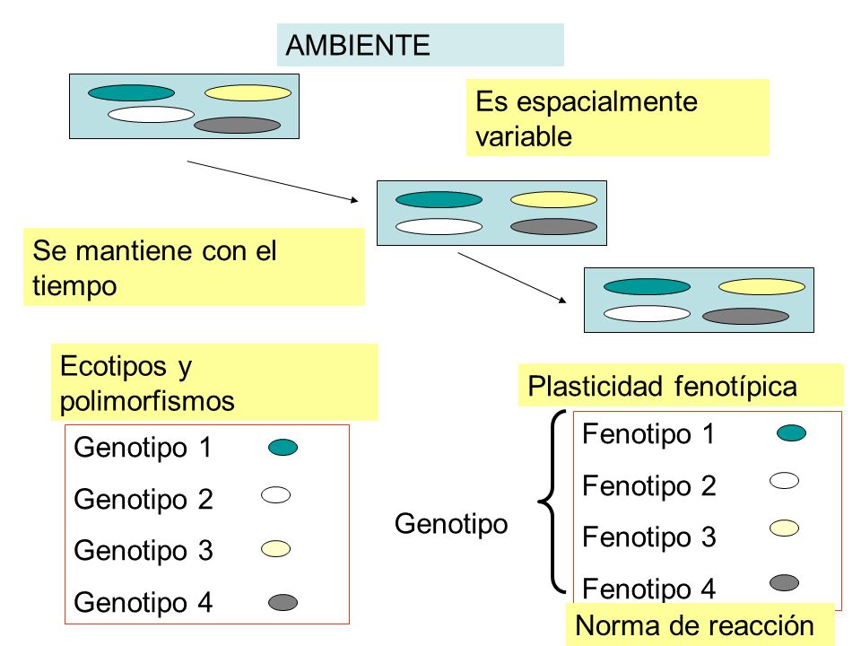 AMBIENTE Es espacialmente variable. Se mantiene con el tiempo. Ecotipos y polimorfismos. Plasticidad fenotípica.