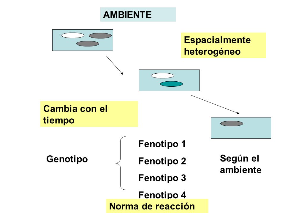 AMBIENTE Espacialmente heterogéneo. Cambia con el tiempo. Fenotipo 1. Fenotipo 2. Fenotipo 3. Fenotipo 4.