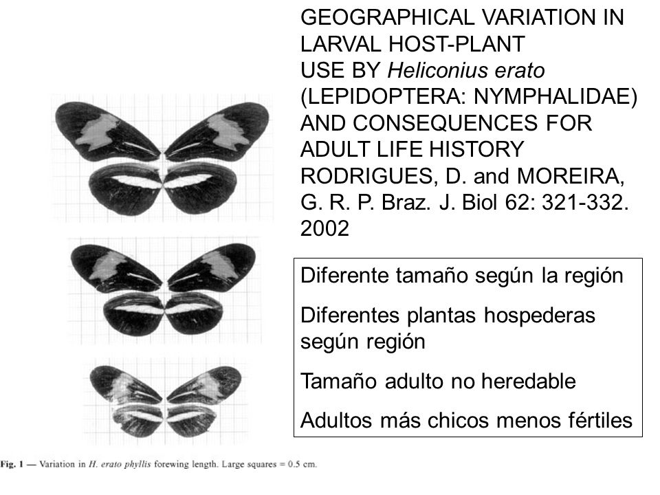 GEOGRAPHICAL VARIATION IN LARVAL HOST-PLANT