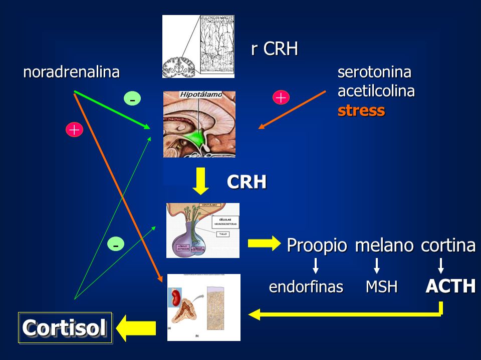 Cortisol r CRH CRH Proopio melano cortina - ACTH noradrenalina
