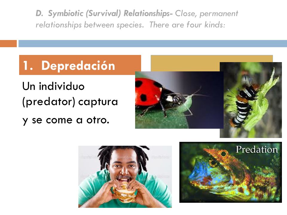 1. Depredación Un individuo (predator) captura y se come a otro.