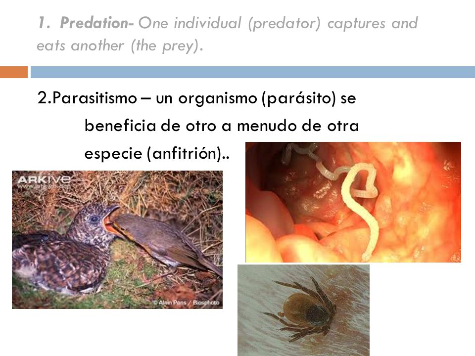 1. Predation- One individual (predator) captures and eats another (the prey).