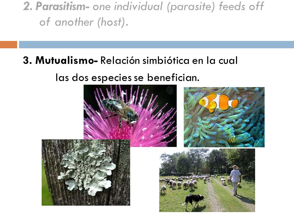 2. Parasitism- one individual (parasite) feeds off of another (host).