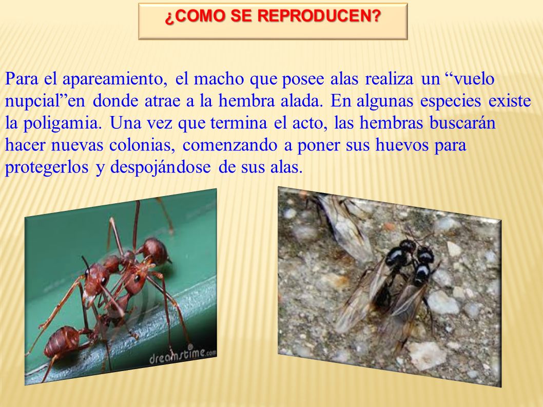 Para el apareamiento, el macho que posee alas realiza un vuelo