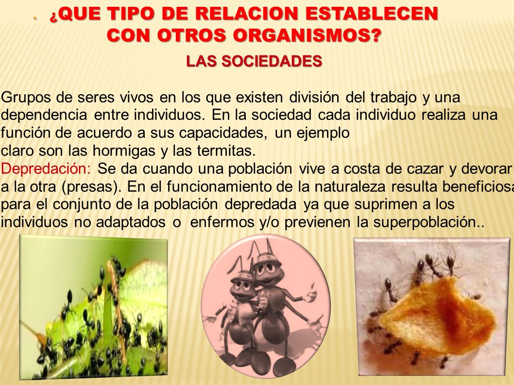 ¿QUE TIPO DE RELACION ESTABLECEN CON OTROS ORGANISMOS
