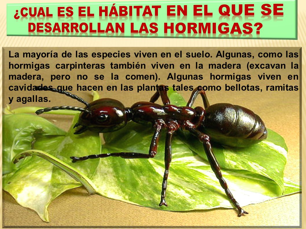 ¿CUAL ES EL HÁBITAT EN EL QUE SE DESARROLLAN LAS HORMIGAS