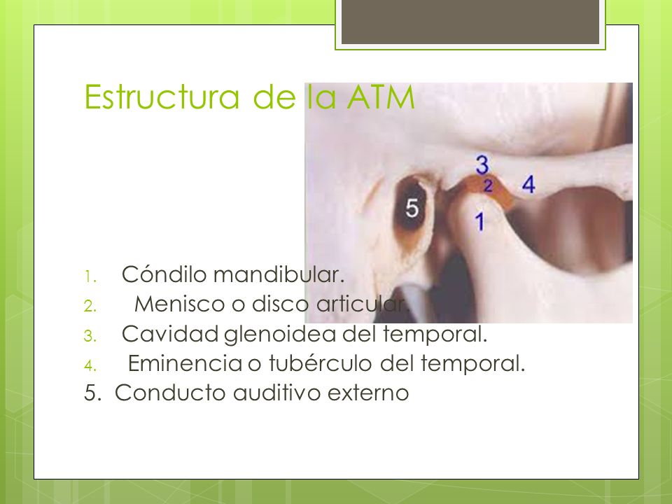 Estructura de la ATM Cóndilo mandibular. Menisco o disco articular.