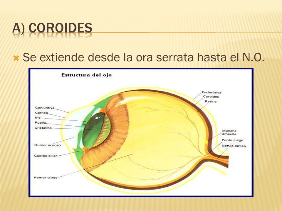a) COROIDES Se extiende desde la ora serrata hasta el N.O.