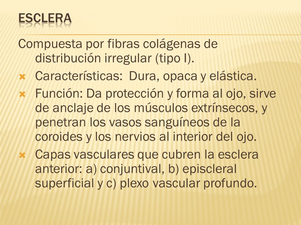 ESCLERA Compuesta por fibras colágenas de distribución irregular (tipo I). Características: Dura, opaca y elástica.