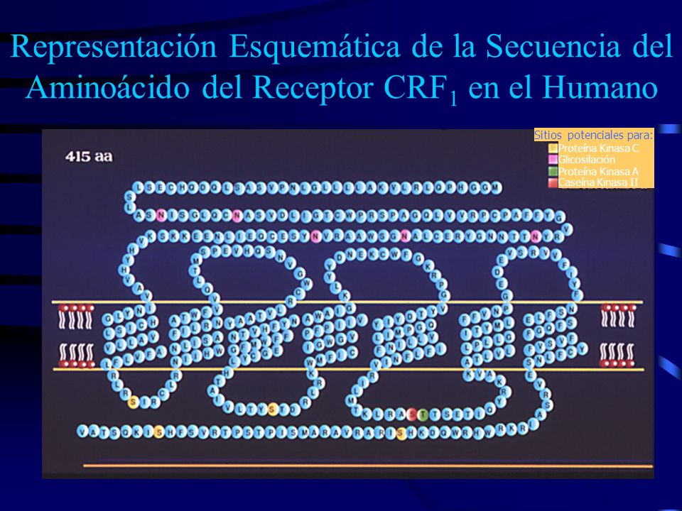 Representación Esquemática de la Secuencia del Aminoácido del Receptor CRF1 en el Humano
