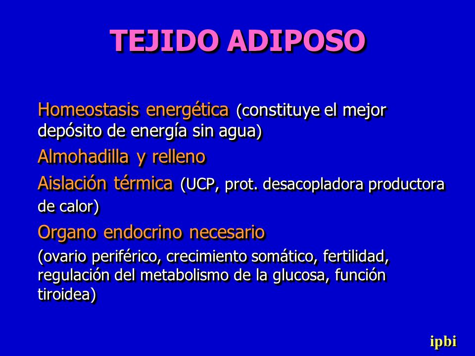 TEJIDO ADIPOSO Homeostasis energética (constituye el mejor depósito de energía sin agua) Almohadilla y relleno.