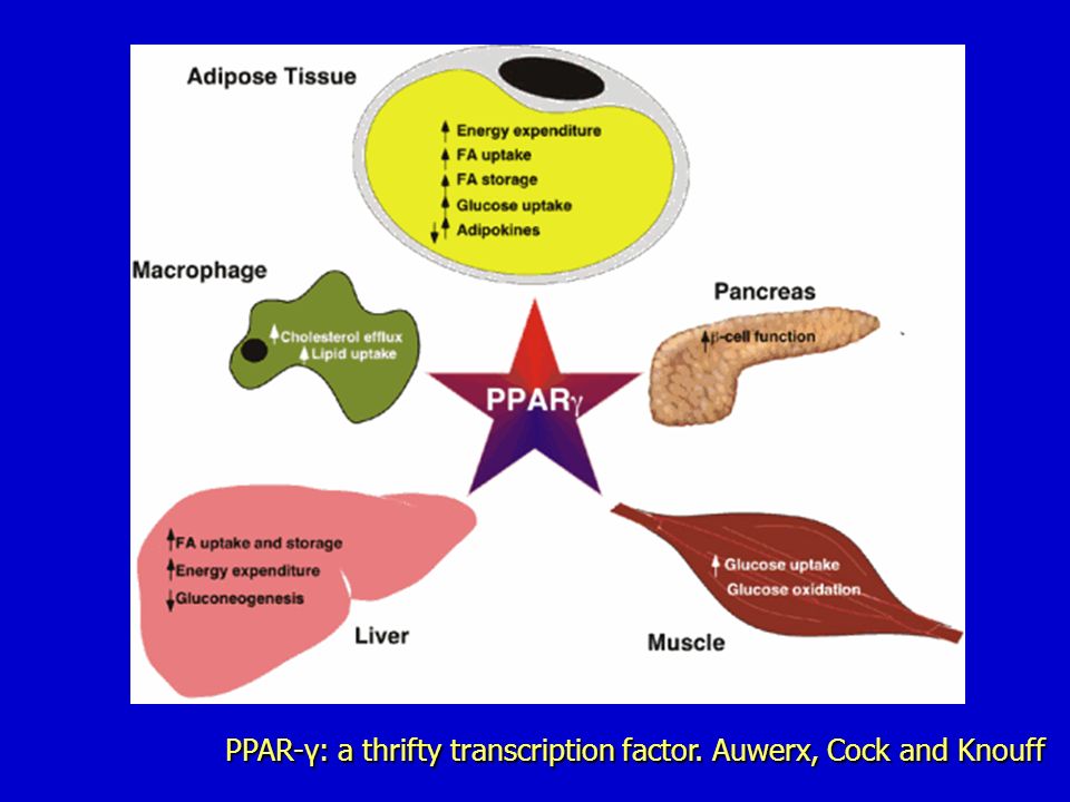 PPAR-γ: a thrifty transcription factor. Auwerx, Cock and Knouff